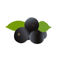 Acai berries vector