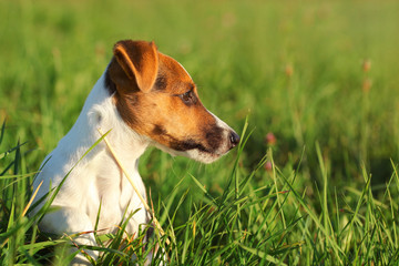 Small Jack Russell terrier sitting in the grass looking to side, detail on her head.