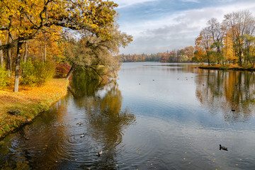 Ducks on the autumn lake