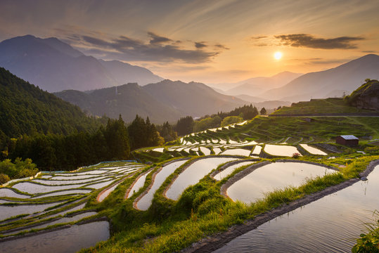 Rice terraces at sunset in Japan