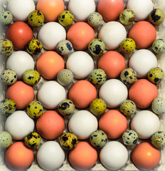 Still life of chicken and quail eggs