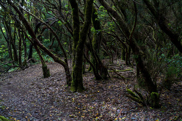 Relict Anaga Forest on the slopes of the Macizo de Anaga mountain range. Tenerife. Canary Islands. Spain.