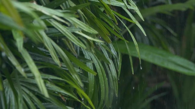 Close up detail of raindrops falling down on green leaf during heavy summer monsoon rainfall. Water Drops washing tree foliage. Rain pouring on green leaves in garden in slow motion