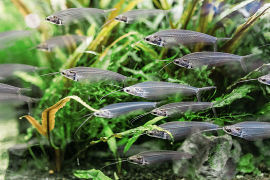 Unusual Glass catfish or ryptopterus vitreolus in aquarium