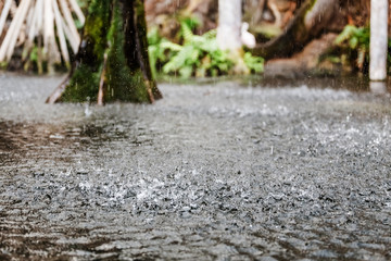 Fototapeta premium Rain drops on the lake surface