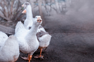 Bird breeding birds. Industrial farm with breeding geese. A flock of white geese grazing in the meadow. Copy spase