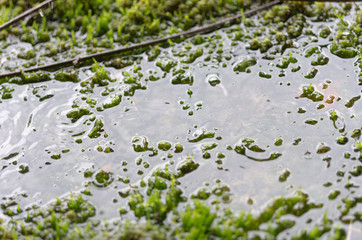Moss under water. Water under water. Puddle on the lawn.