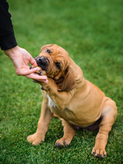 Adorable Fila Brasileiro puppy portrait