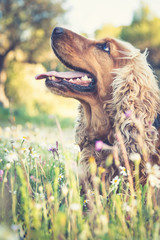  cocker spaniel inglés