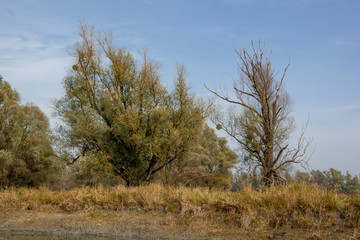 Landscape view of river and trees in the background. Autumn in Kopački rit Nature Park (Amazon of Europe), Croatia.