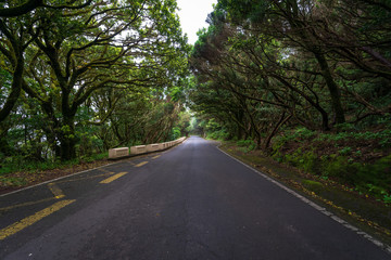 The road through the relict Anaga forest on the slopes of the Macizo de Anaga mountain range. Tenerife. Canary Islands. Spain.