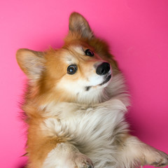 Obraz premium corgi fluffy portrait