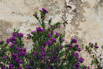 a tree with purple flowers in front of the old grey wall, beautiful and neutral flora background 