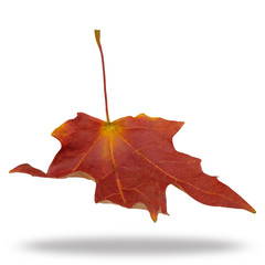 Isolated Autumn Leaves on white background. Clipping path included.