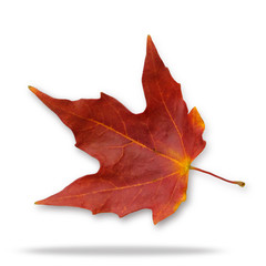 Isolated Autumn Leaves on white background. Clipping path included.