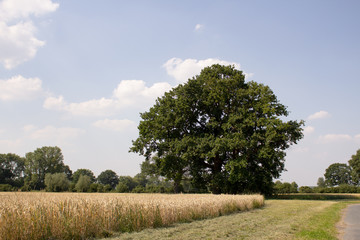 Tree near a Cornfield in the Summer
