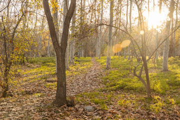 Fall pathway with trees and leaves on floor. Catalonia, Spain
