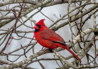northern cardinal on a branch