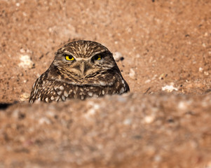 A Borrowing Owl on the lookout from in its burrow