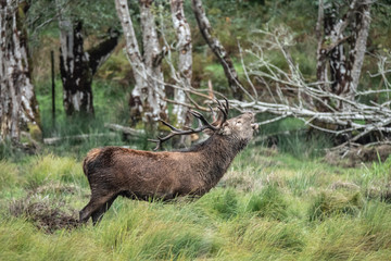 Red deer sightings during the annuall fall rut, including stag battles and the ever present ghost like sounds of the rut, Killarney National Park, County Kerry, Ireland.