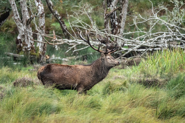 Red deer sightings during the annuall fall rut, including stag battles and the ever present ghost like sounds of the rut, Killarney National Park, County Kerry, Ireland.