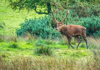Red deer sightings during the annuall fall rut, including stag battles and the ever present ghost like sounds of the rut, Killarney National Park, County Kerry, Ireland.