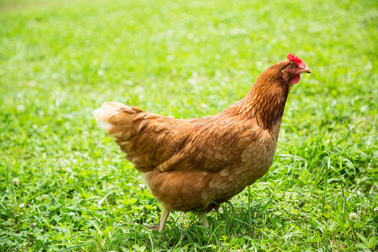 Chicken on farm