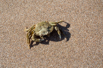 Crab in the sun on a sandy beach