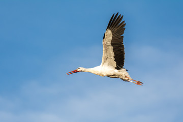 White stork in flight, Alfaro in La Rioja, Spain