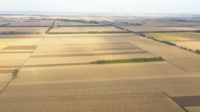 Fly over beautiful cereal cultivated farm land with sunshine on it, Qiqihar, Heilongjiang, China, Asia.