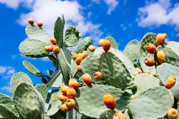 Wall murals Cactus Prickly pear cactus (Opuntia ficus-indica) against blue sky