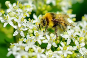 Bee macro in green nature - Stock Image