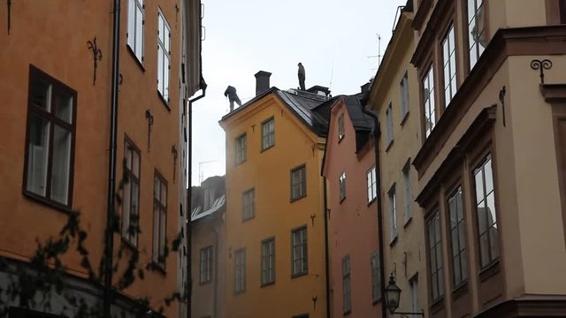 Chimney workers sweep on the roof of old building in Stockholm, Sweden