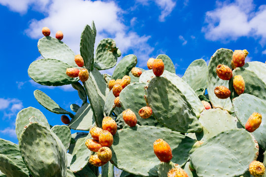 Prickly pear cactus (Opuntia ficus-indica) against blue sky