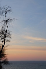 Fototapeta na wymiar Bäume nahe der Ostsee Küste und Strand in Warnemünde nahe Rostock