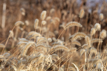 Willow in front of winter