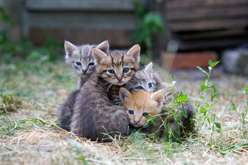 family, ok when together