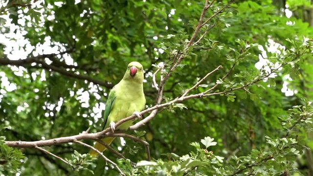 Close up, green parakeet in tree