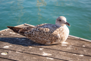 Young seagull at the seaside close-up