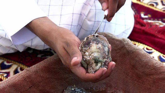 Close up, pearl oysters in Ajman