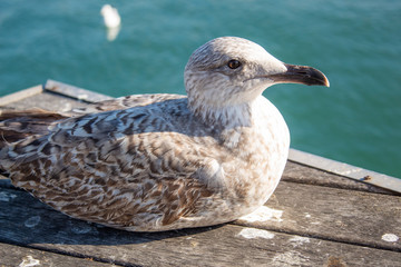 Young seagull at the seaside close-up