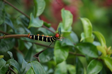 caterpillar on leaf