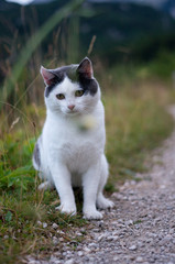 cute black and white colored cat in nature on a field between grasses. focus on eyes, background and foreground blurry / out of focus