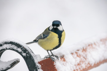 Tit sitting on bench in cold weather