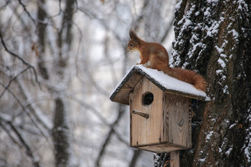 Eurasian red squirrel hanging on a tree in winter park