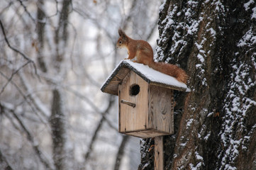 Eurasian red squirrel hanging on a tree in winter park