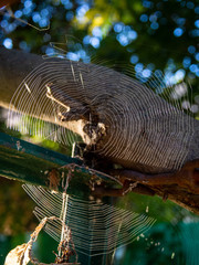 heart shaped spider web in trees