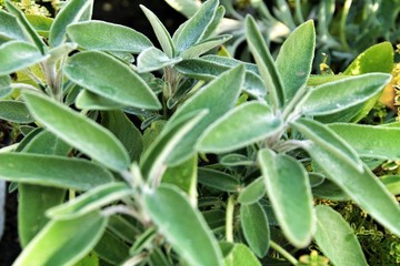 Beautiful Salvia Officinalis leaves texture