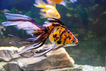 Goldfish swimming in the aquarium