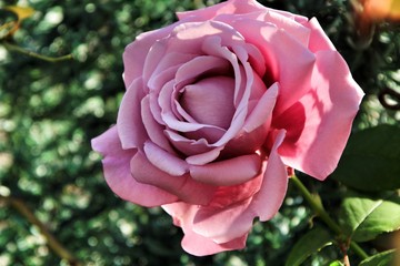 Beautiful pink rose